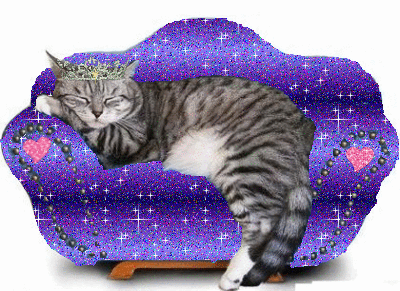 Cute cat